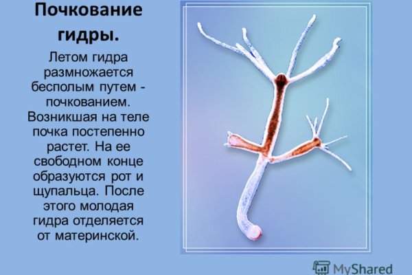 Почему в кракене пользователь не найден