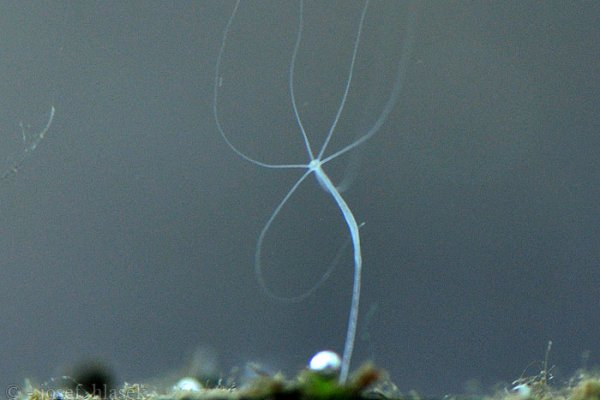 Kraken darknet ссылка тор